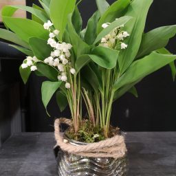 orchis artisan fleuriste muguet des bois
