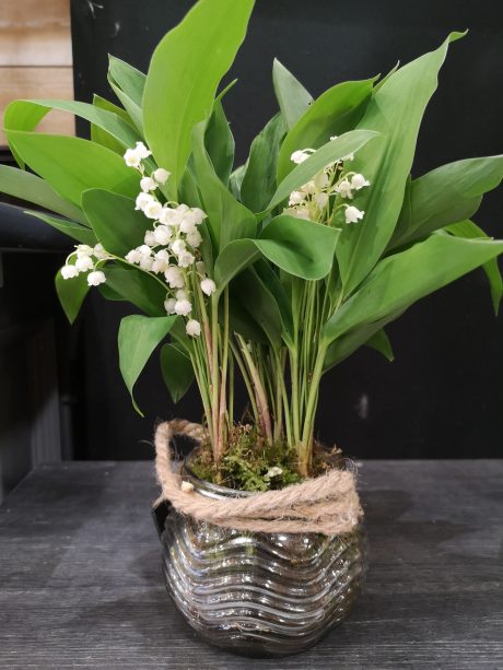 orchis artisan fleuriste muguet des bois