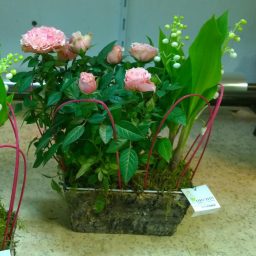 Composition de griffes de Muguet Nantais avec une plante