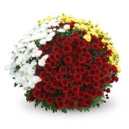 Chrysanthèmes pomponnette tricolore