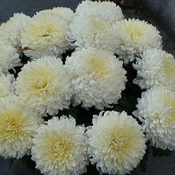 Chrysanthèmes grosses têtes