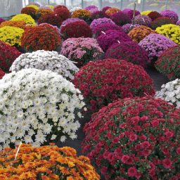 Chrysanthèmes pomponnette unicolore