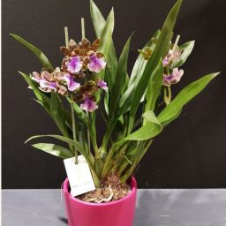 Orchidée ZYGOPETALUM