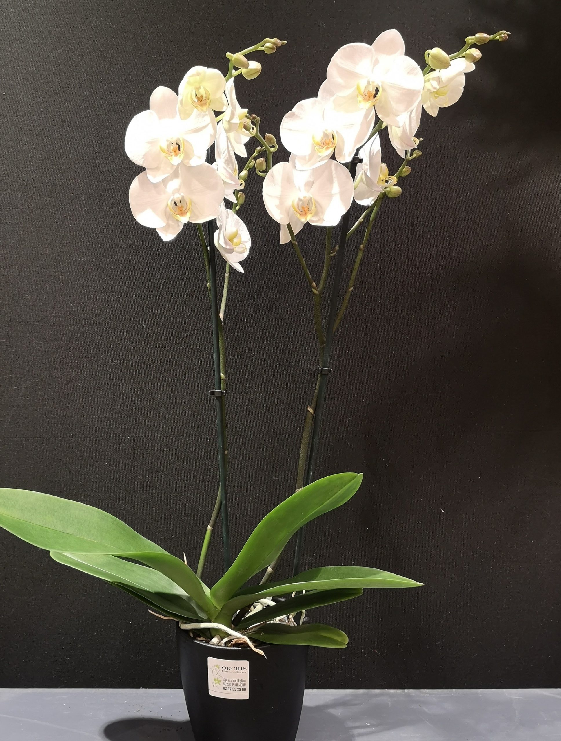 Orchidée Phalaenopsis (avec cache-pot) – ABACA Shop