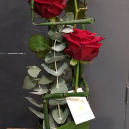 Roses Explorer en hauteur