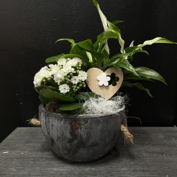 jardin de plante , orchis artisan fleuriste, ploemeur, fleur