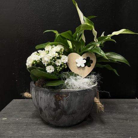 jardin de plante , orchis artisan fleuriste, ploemeur, fleur